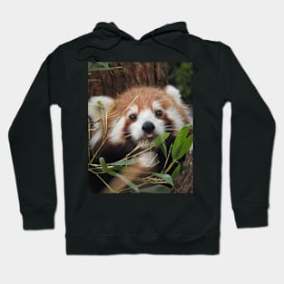 Red Panda Hoodie